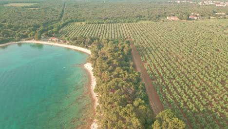 Aerial-Drone-Overlooking-The-Landscape-With-Crystal-Clear-Sea-Close-To-The-Green-Fields-With-Olive-Trees-And-Green-Pine-Forests-During-Summer-In-Croatia