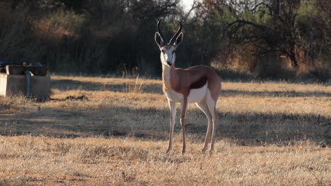 Un-Springbuck-Mira-Directamente-A-La-Cámara,-Luego-Lejos,-Temprano-En-La-Mañana