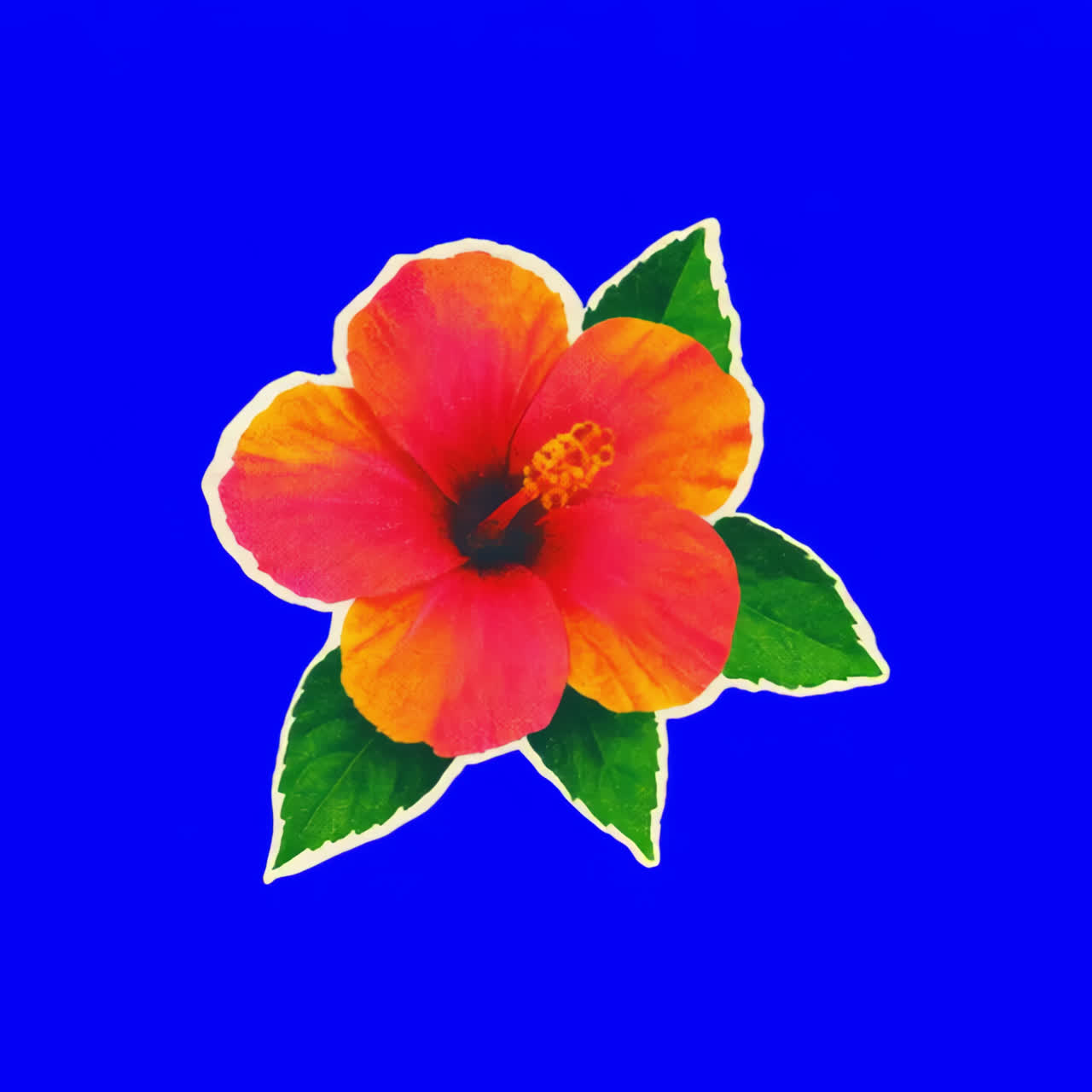Vibrant hibiscus animation isolated asset, transparent 4K video, alpha channel, ProRes 4444