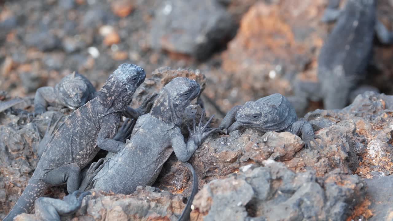 Galapagos Marine Iguana, Sea Iguana On The Rocks In Las Tintoreras Islet, Puerto Villamil In The Island of Isabela