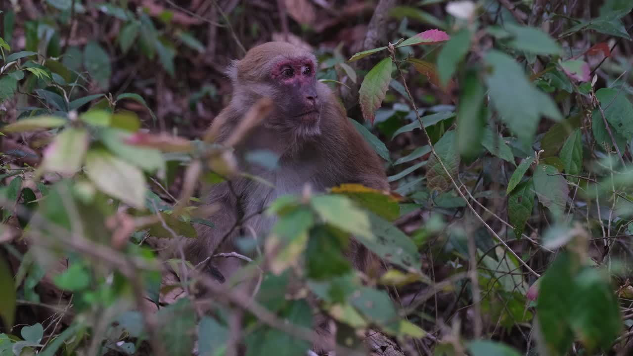 visto dentro de la espesura del bosque mirando alrededor, luego se rasca el pie y se mueve hacia la izquierda