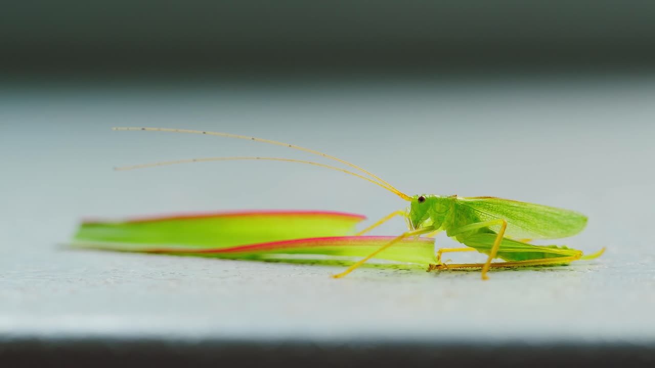 Tæt makro fra siden af en svag løvgræshoppe, der ligger på vindueskarmen ved siden af et tropisk blad