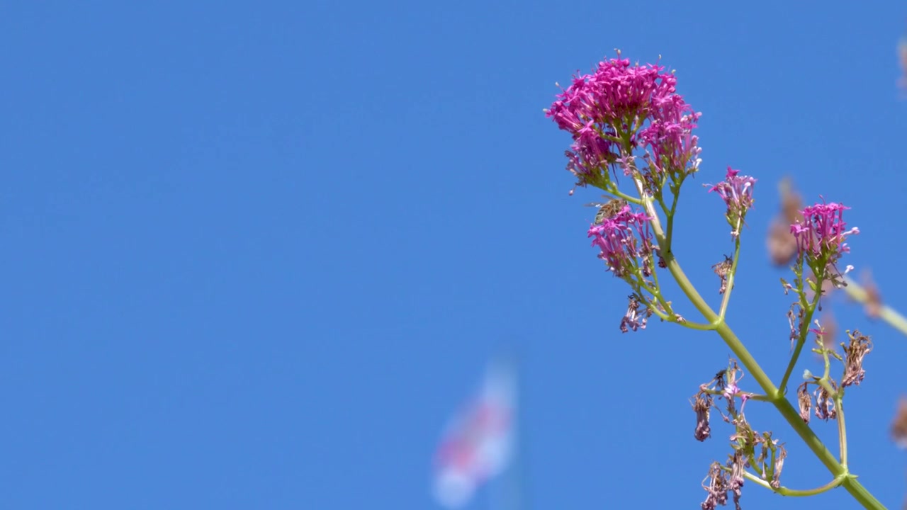 En honningbi samler nektar fra levende lyserøde vilde blomster under klart middelhavssolskin.