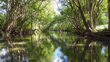 a tranquil river flows through a dense, sunlit forest, captured with smooth camera movement and vibrant natural colors
