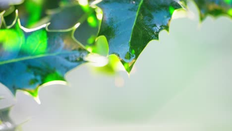 멋진 홀리 덤불, 아침  ⁇ 빛의 배경 조명, 반 ⁇ 이는 초록색 잎, 그리고 아침 이슬로 반 ⁇ 이는  ⁇ 은 크리스마스 베리의 매혹적인 비디오