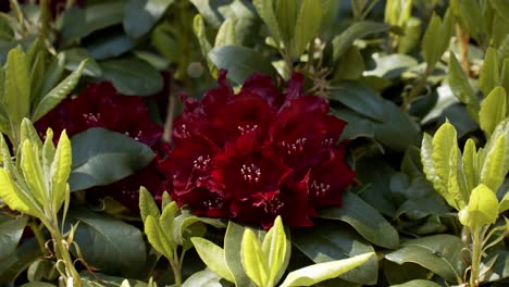 Leuchtend-Rote-Blumen-Mit-Tiefgrünen-Büschen-An-Einem-Warmen,-Sonnigen-Tag