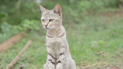 Close-up-gimbal-shot-of-tabby-kitten-looking-around-in-windy-day