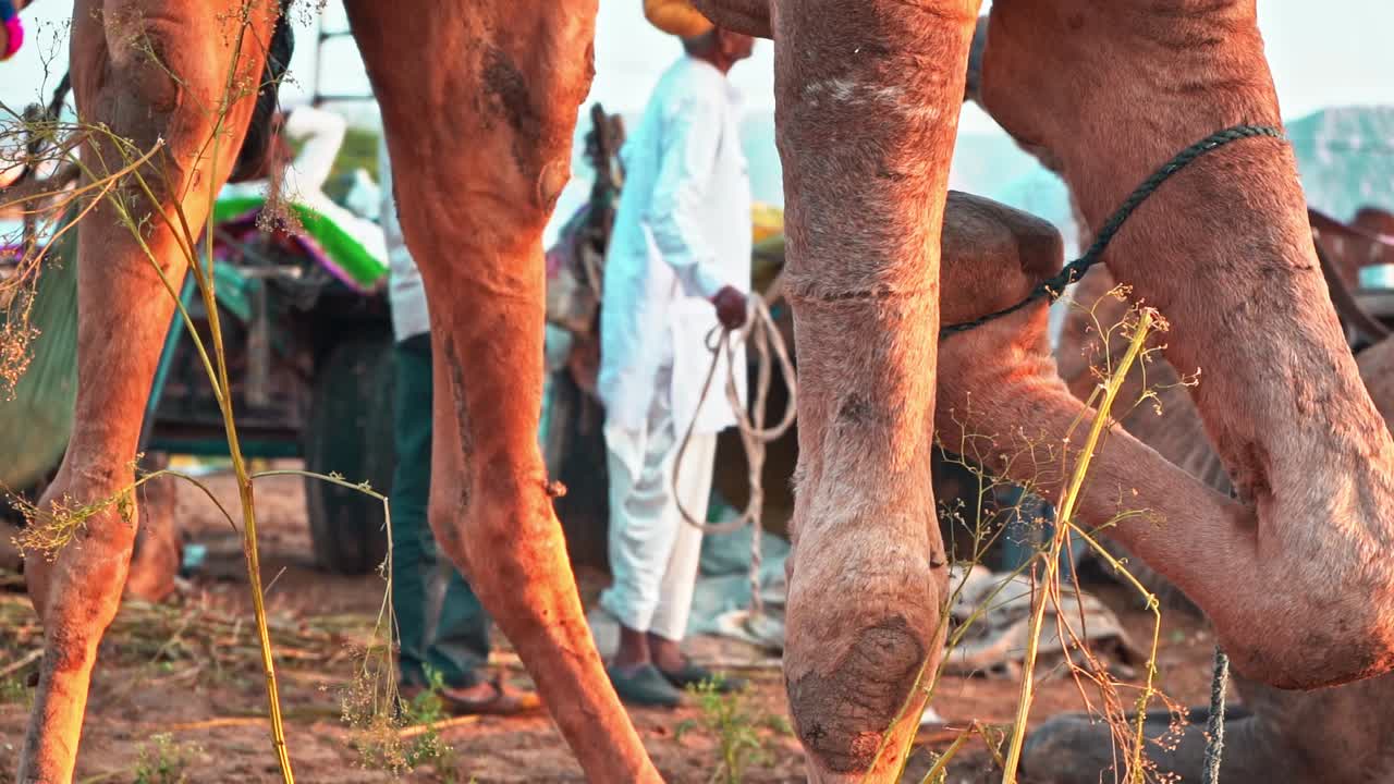 Close Up of Camel Legs at an Indian Fair