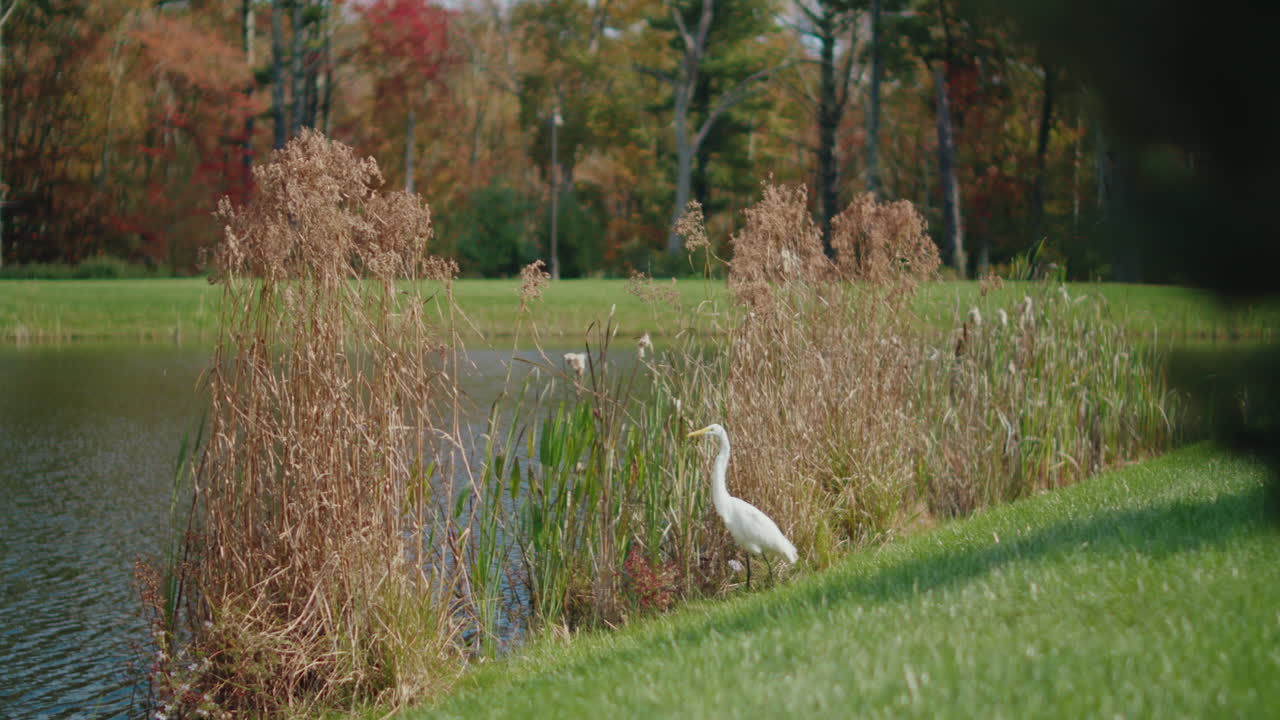 A tranquil scene of a Great Egret (Ardea alba) standing at the waterside surrounded by reeds. looks at the ground looking for food. The camera slowly pans from left to right,.