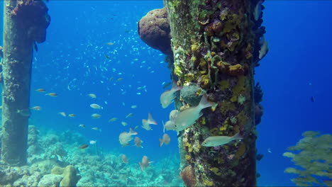 underwater pier piling with coral polyps on it and flock of different fishes