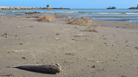 Un-Pez-Muerto-Varado-En-Una-Orilla,-El-Resultado-De-La-Contaminación-Plástica-En-Nuestros-Sistemas-De-Agua-Y-Océanos