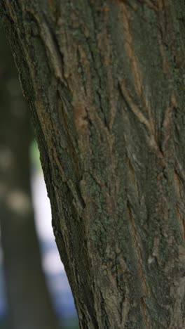 close-up of tree trunk