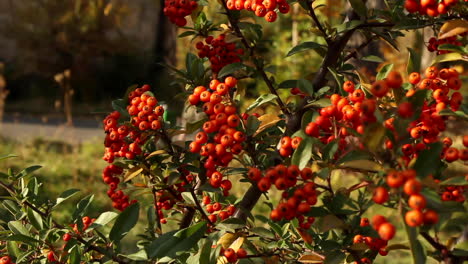 plant with red berries gently swaying in garden