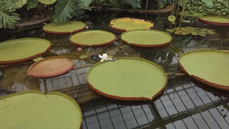 giant lillypads in a greenhouse