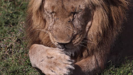 Lion-licking-slowly-in-the-grasslands-of-Tanzania,-Africa