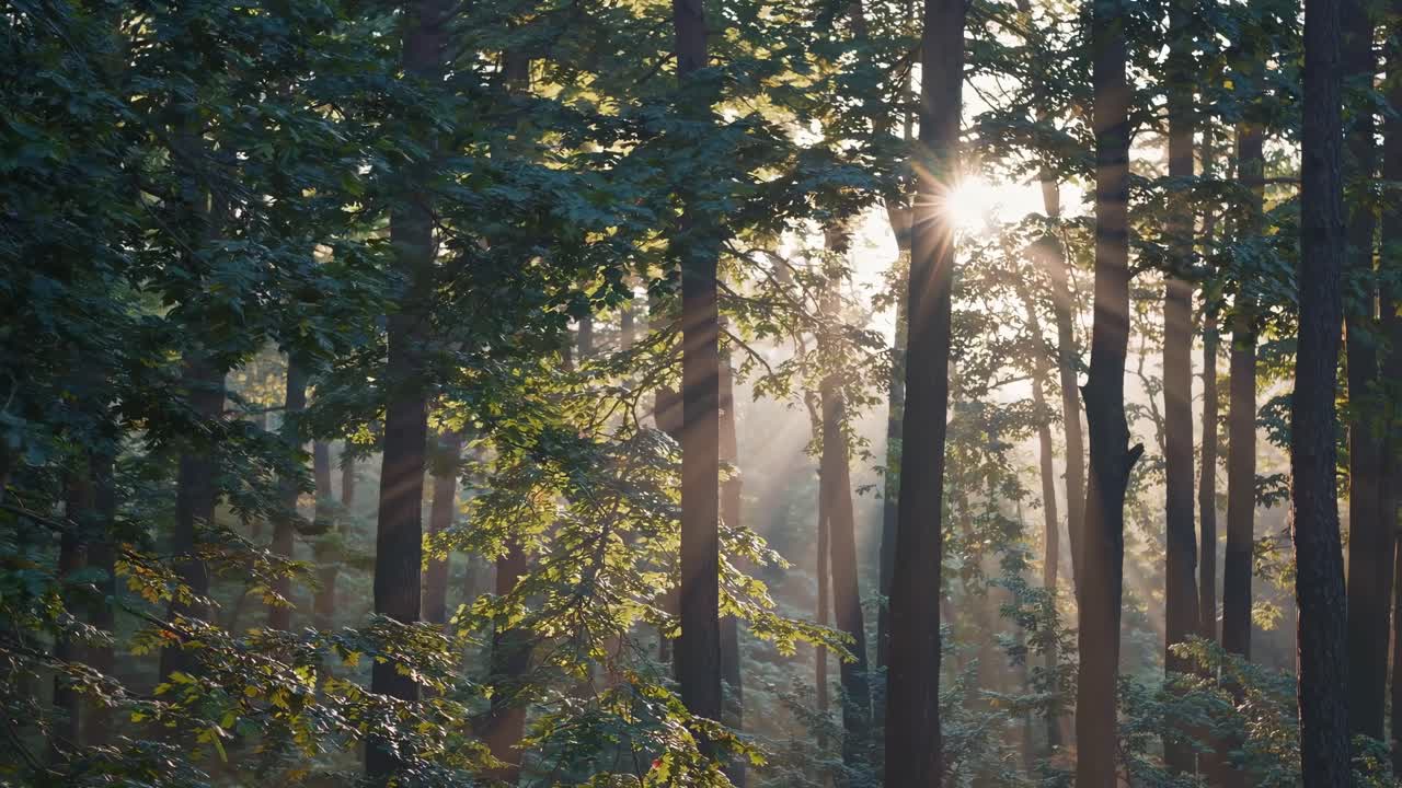 Sunlight filters through a lush forest canopy, captured at eye level