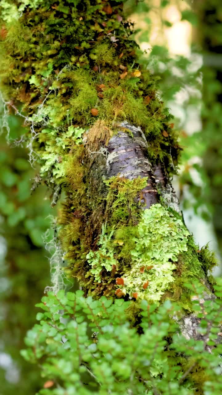 Una vista dettagliata di un ramo d'albero coperto di muschio in un ambiente forestale vivace con un'illuminazione morbida e naturale.