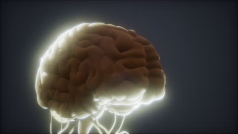 modelo animado del cerebro humano