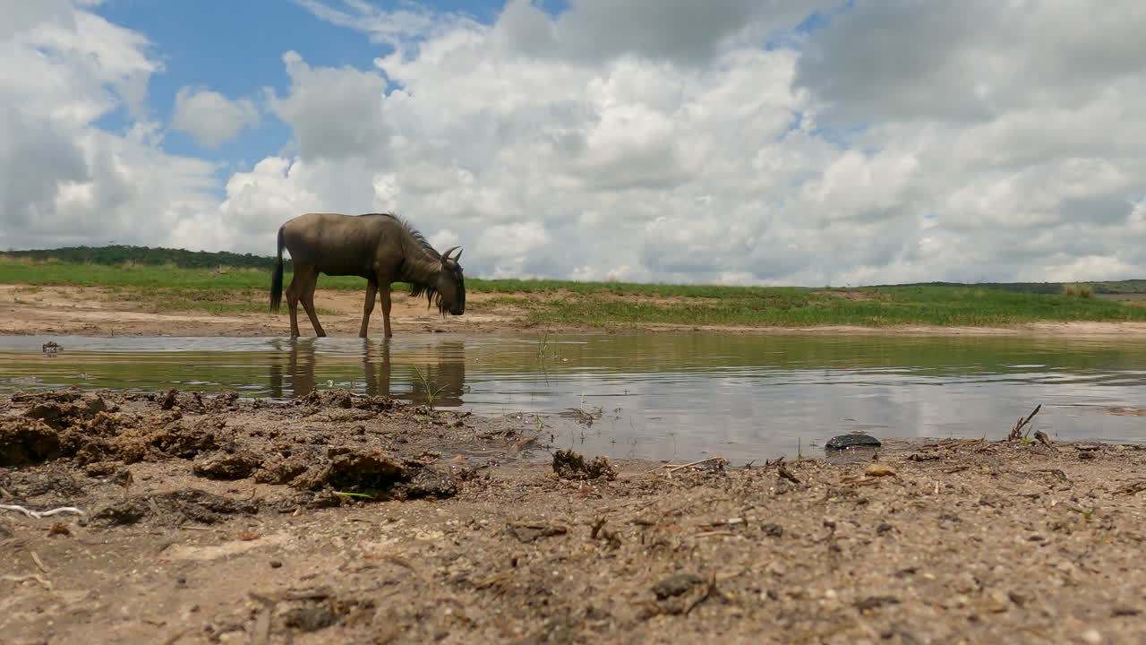 Wildebeest drinking from a water hole on a sunny day, captured from a low camera angle