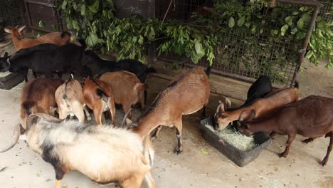 goat in the farm land eating food