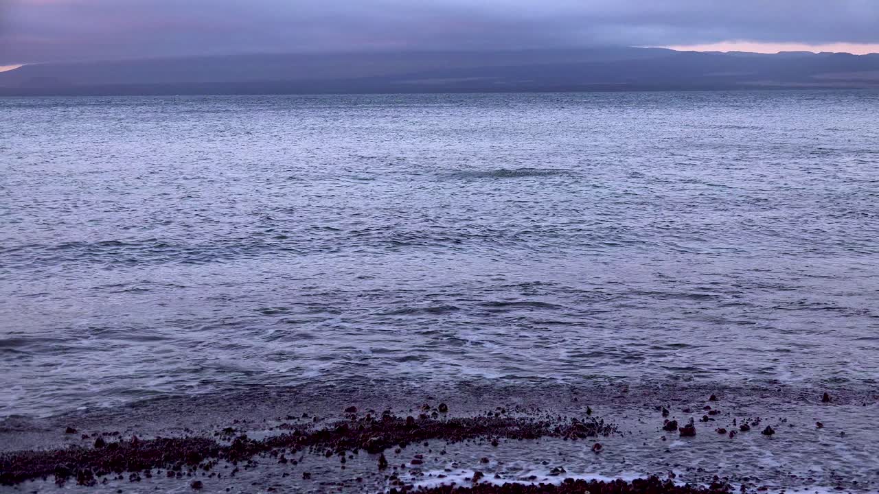 군함새는 갈라파고스 제도에서 물고기를 사냥하는 바다 속으로 곧바로 뛰어듭니다.