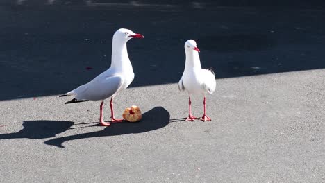 dos gaviotas compiten por una pieza de comida