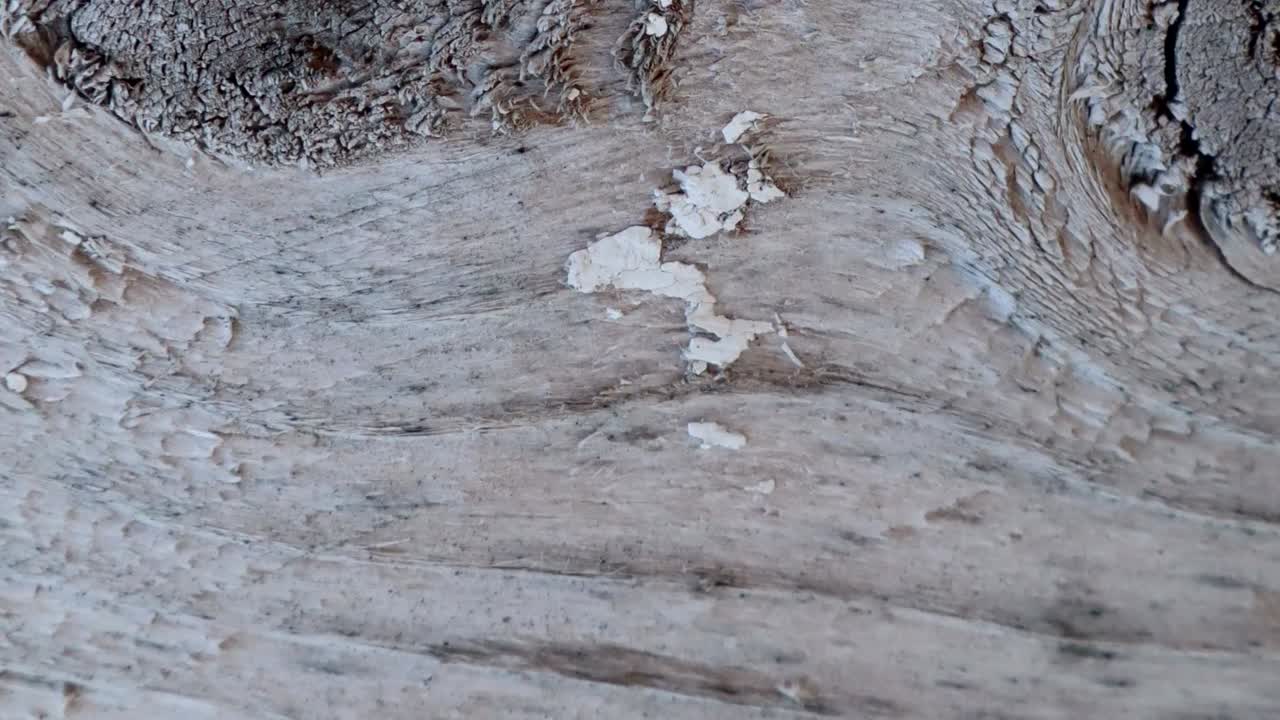 스 모션 애니메이션 나무 텍스처 배경은 불투명 도구 또는 루마 매트를 사용하여 오래된 영화 효과에 유용합니다.