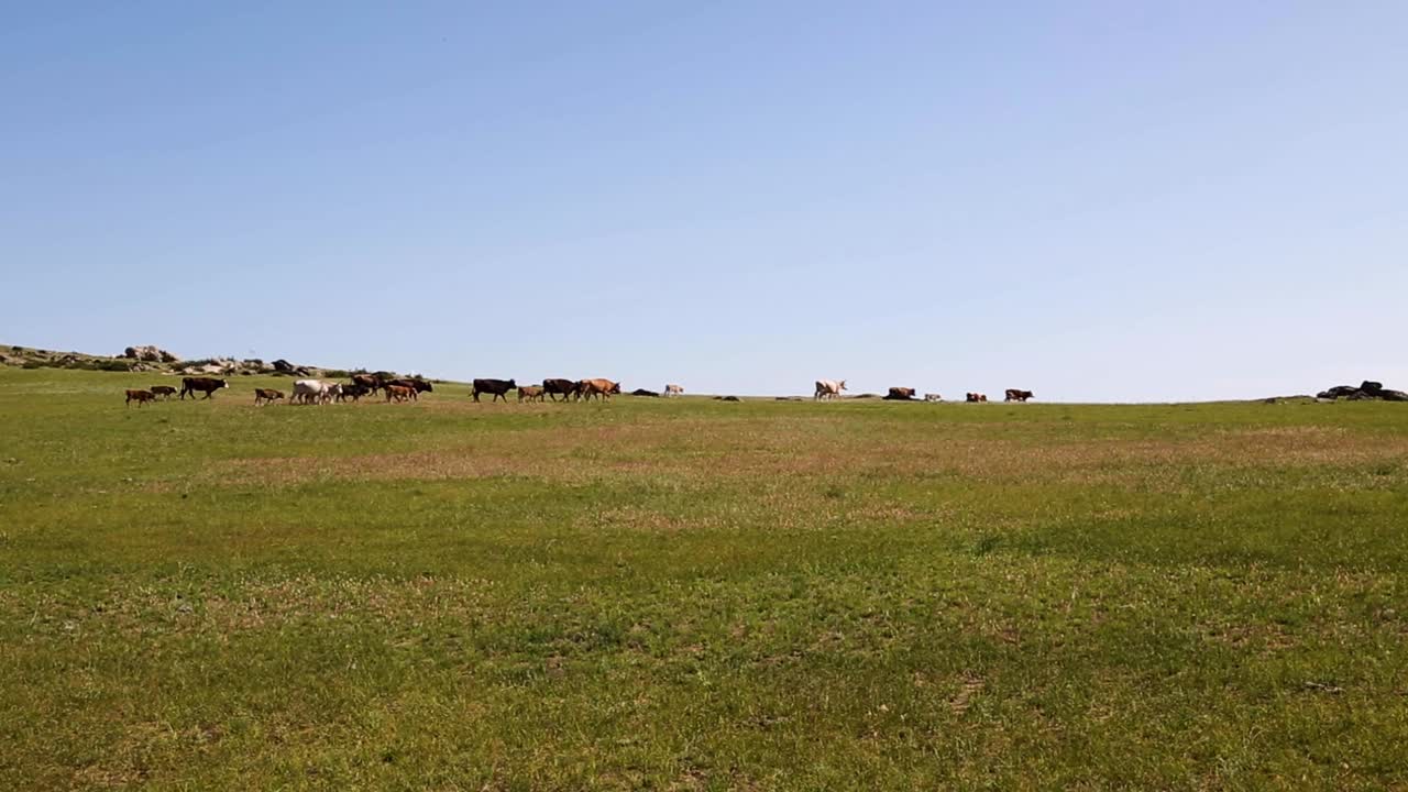 rebaño de vacas y sus terneros paseando por un gran prado de pastizales en la distancia en un soleado día de verano de cielo azul