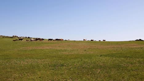 herd of cows and their calfs strolling through large grassland meadow in the distance on a sunny blue sky summer day