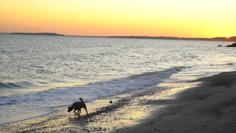 Wide-angle-shot-of-a-dog-on-the-beach-at-sunset,-in-the-New-Forest,-Hampshire,-UK