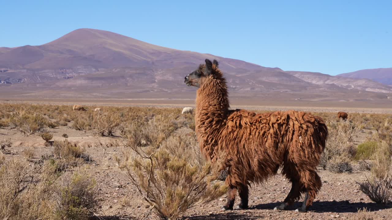 curiosas llamas vagando por las montañas de salta, argentina