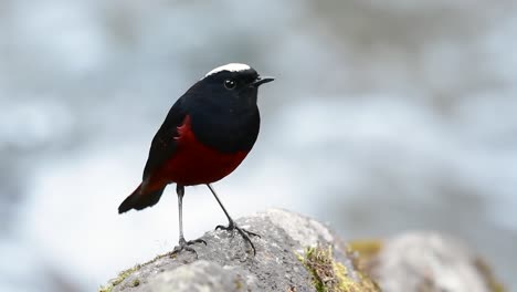 el colirrojo de cabeza blanca es conocido por su hermosa corona blanca, alas de color azul oscuro negruzco y marrón debajo de las plumas y su cola comienza con rojo