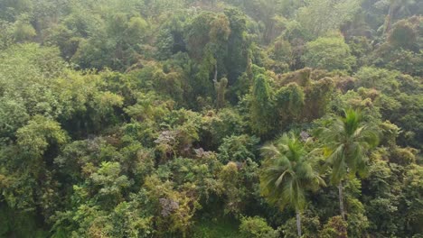 Toma-De-Vista-De-área-De-Selva-O-Bosque-En-Temporada-De-Invierno