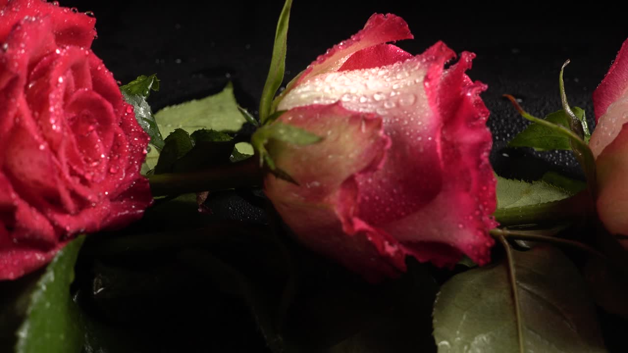 Rose rosse su sfondo nero