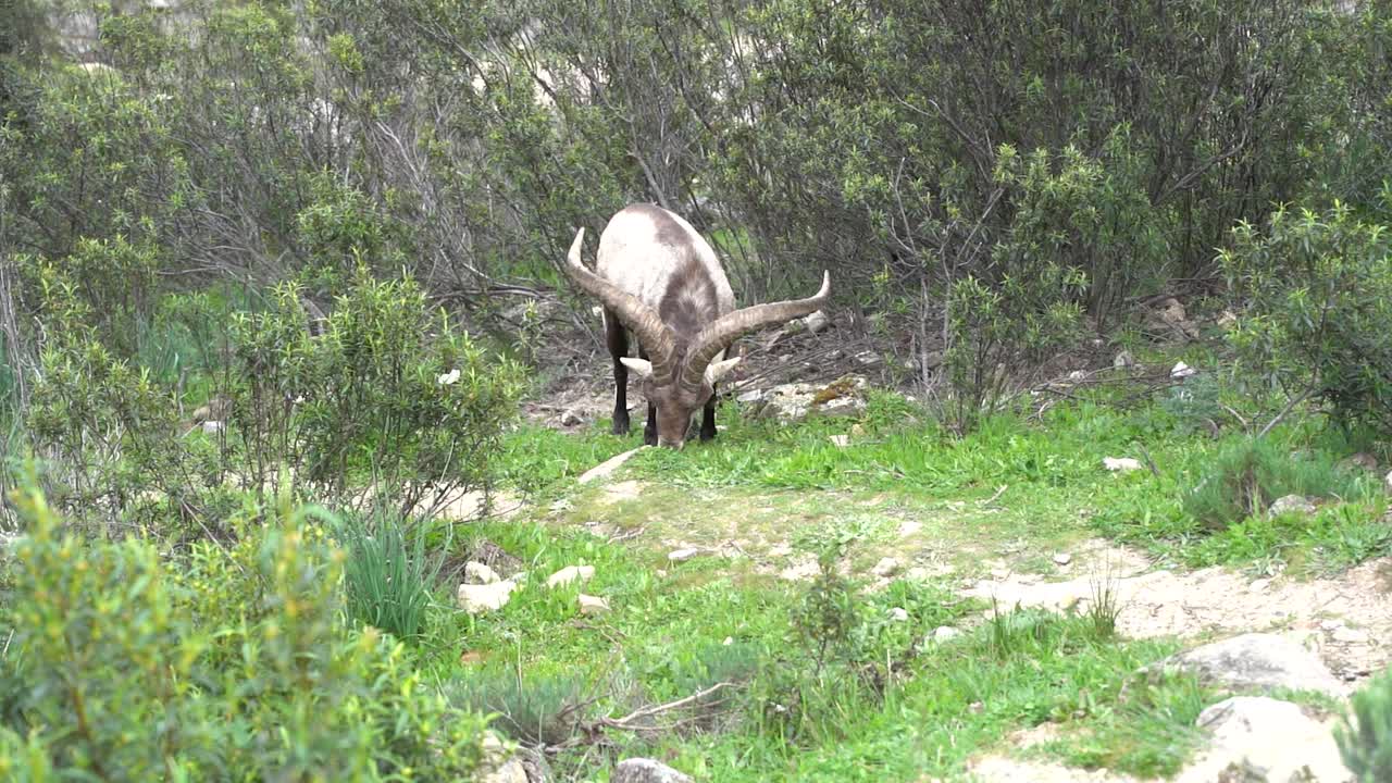 imágenes naturales que capturan a una cabra salvaje de montaña pastando pacíficamente en la pedriza en el parque nacional de guadarrama
