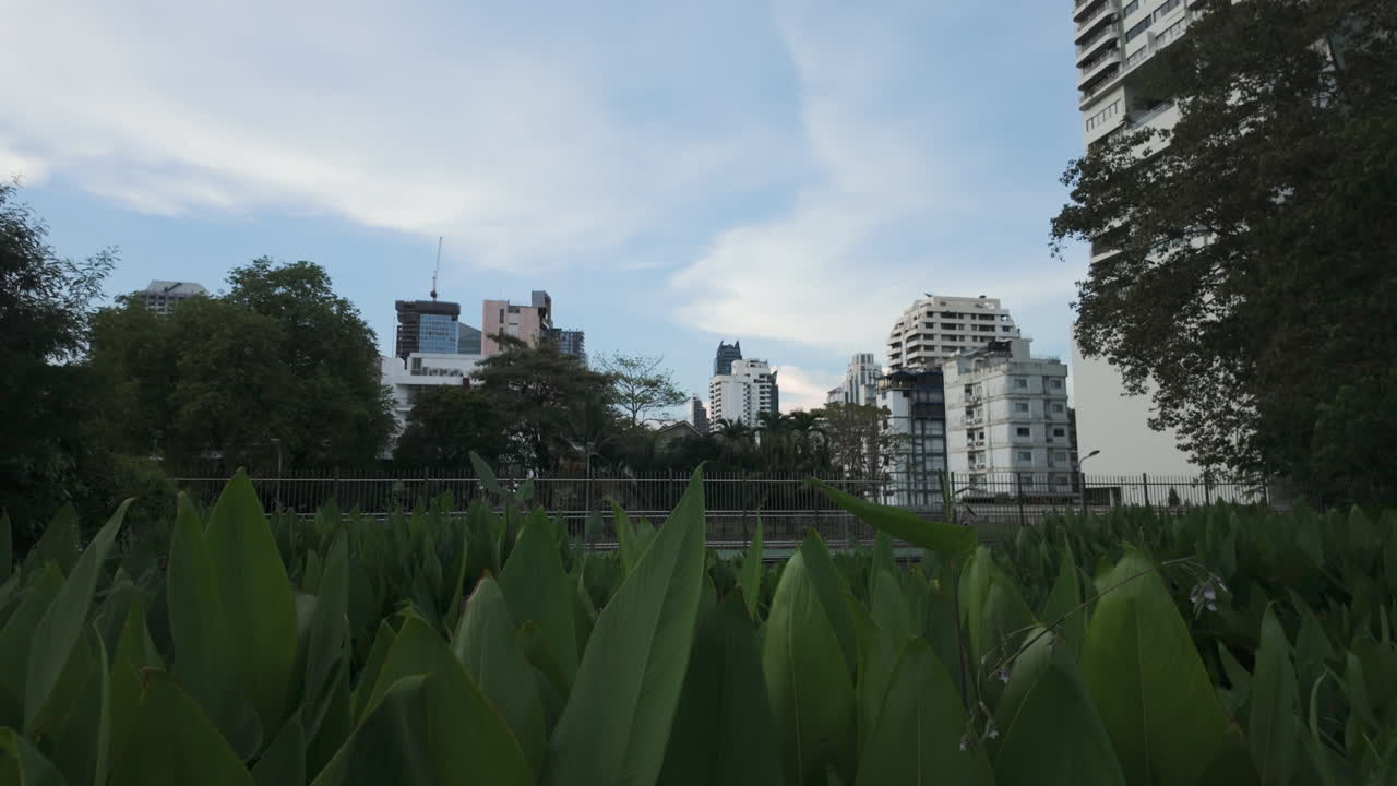 Dense Tropical Plants With Cityscape Background In Benjakitti Forest Park In Bangkok, Thailand. Tilt-up Shot
