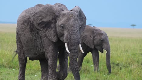 Madre-Elefante-Y-Bebé-Caminando-Juntos-Uno-Al-Lado-Del-Otro-Como-Familia,-Vida-Silvestre-Africana-En-La-Reserva-Nacional-Masai-Mara,-Kenia,-Animales-De-Safari-Africanos-En-La-Conservación-Del-Norte-De-Masai-Mara