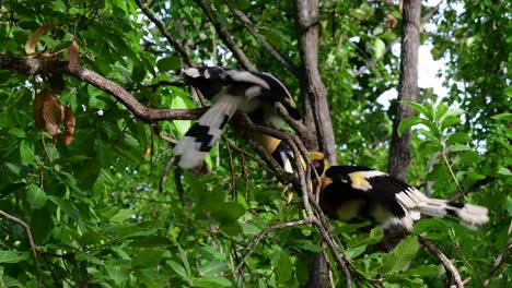 Der-Große-Nashornvogel-Ist-Ein-Großer-Vogel-Mit-Einem-Riesigen-Hornähnlichen-Gelben-Schnabel,-Der-Zum-Sammeln-Von-Früchten-Und-Anderen-Nahrungsmitteln-Im-Dschungel-Verwendet-Wird