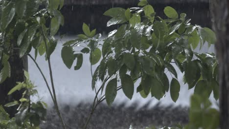 each green leaf wears crystal beads, watery veil the earth needs