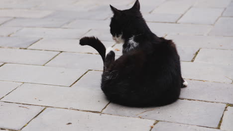 Black-and-white-tabby-cat-on-cobblestone-pavement-licking-its-tail