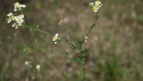 Beautiful,-dramatic-white-and-yellow-wildflowers