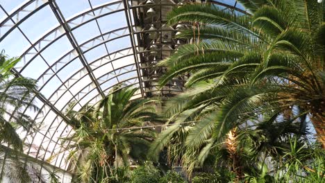 palm trees and plants in a greenhouse