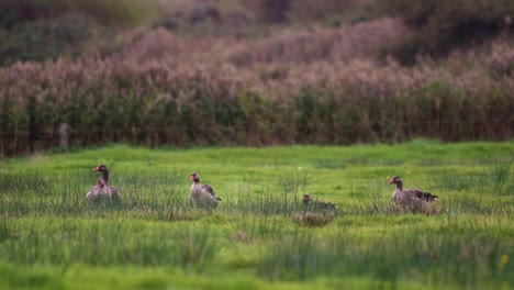 gaggle of pilgrim geese foraging and calmly standing on the grassy meadow