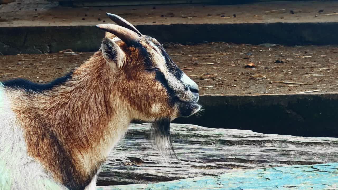 Primo piano laterale ravvicinato di una capra nana del Camerun marrone che mastica, in piedi vicino a un ambiente agricolo rurale
