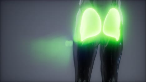 gluteus maximus - animación de la anatomía de los músculos de las piernas