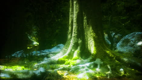 moss covered tree roots bask in the gentle sunlight of a serene forest