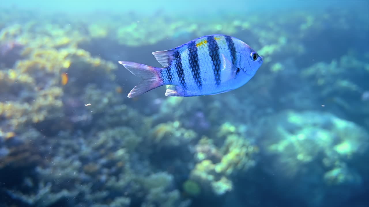 Primo piano di un pesce sergente indopacifico che nuota vicino a una barriera corallina