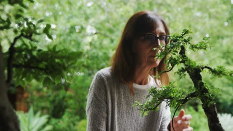 woman checking bonzai plant 4k