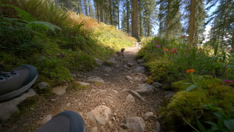 first-person view of hiking on a rocky forest path