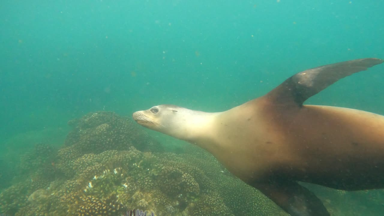 Sea Lion Swimming Under The Sea. underwater